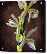 Triple White Irises Acrylic Print
