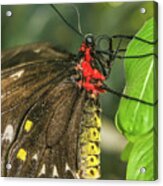Troides Helena Butterfly Acrylic Print