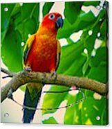 Tropical Jungle Parakeet Acrylic Print
