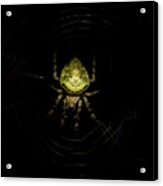Tropical Orb Weaver Spider Acrylic Print