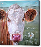 Trouble 3.0 - White Face Cow Painting Acrylic Print