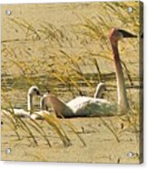 Trumpeter Swan With Cygnet Acrylic Print