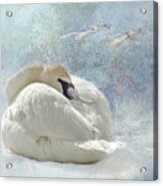 Trumpeter Textures #1 - Swan Feather Acrylic Print