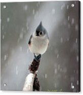 Tufted Titmouse In Snow Acrylic Print