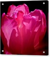 Tulip Beauty Acrylic Print