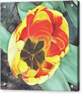 Tulip Heart Acrylic Print