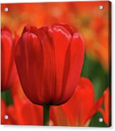 Tulip Intensity Acrylic Print