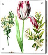 Tulip Acrylic Print