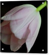 Tulip On Velvet Acrylic Print