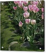 Tulip Parade Acrylic Print