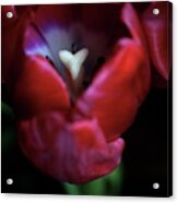 Tulip Pink 7082 Acrylic Print