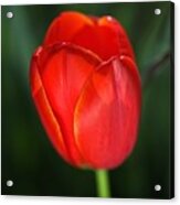 Tulip Red With A Hint Of Yellow Acrylic Print