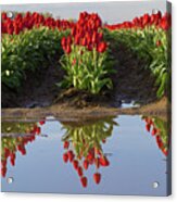 Tulip Reflection Acrylic Print
