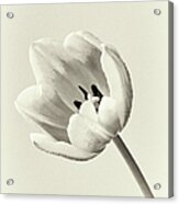 Vintage Tulip Acrylic Print