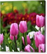 Tulips Blooming In The Spring Sunshine Acrylic Print