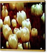 Tulips Garden Hibster Acrylic Print