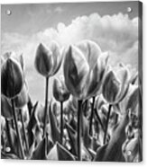 Tulips Waving In The Wind Black And White Acrylic Print