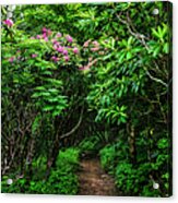 Tunnel Of Rhododendrons Acrylic Print