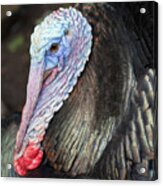 Turkey Acrylic Print