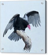 Turkey Vulture Acrylic Print