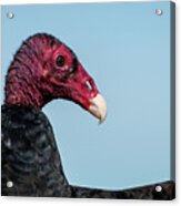 Turkey Vulture Closeup Acrylic Print