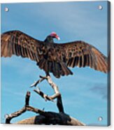 Turkey Vulture Perched In A Dead Tree Acrylic Print