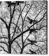 Turkey Vultures Photography Acrylic Print