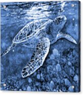 Turtle Reflections In Blue Acrylic Print