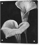 Two Calla Lilies Acrylic Print