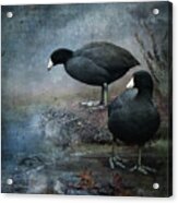 Two Coots Acrylic Print