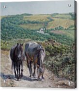 Two Horses On Devon Coastal Path Acrylic Print