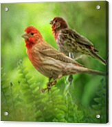 Two Little Finches Acrylic Print