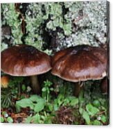 Two New Mushrooms Today Acrylic Print
