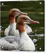 Two Of A Kind. Common Merganser Acrylic Print