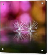 Two Seeds In Front Of Colorful Flower Acrylic Print