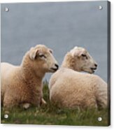 Two Sheep On The English Atlantic Coast, Devon, England, United Kingdom Acrylic Print