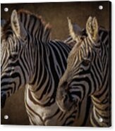 Two Zebras Acrylic Print