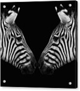Two Zebras With Black Background Acrylic Print