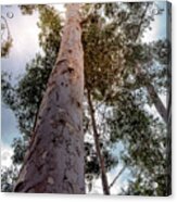 Under The Eucalyptus Trees Acrylic Print