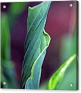 Unfurling Hosta Leaf Acrylic Print