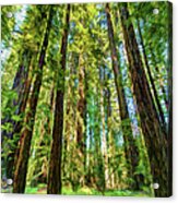 Up Into The California Redwoods Ap 120 Acrylic Print