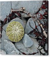 Urchin And Kelp On Rocks Acrylic Print