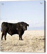 Usa, Colorado, Bull Standing In Field Acrylic Print