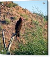V Is For Vulture Acrylic Print