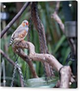 Vancouver Bird On A Branch Acrylic Print