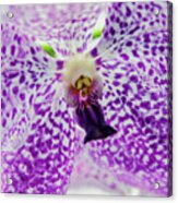 Vanda Orchid Acrylic Print