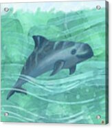 Vaquita Porpoise Swimming In Emerald Waters Acrylic Print