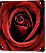 Velvet Red Rose Acrylic Print