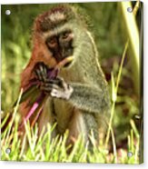 Vervet Monkey In Kenya Acrylic Print