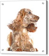 Very Smart Good Looker, English Cocker Spaniel Dog Acrylic Print